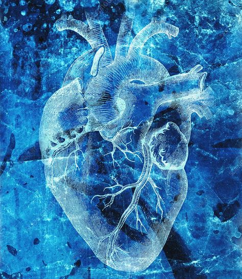 Pulmonary System, Cardiology Art, Heart Organ, Conceptual Image, Medical Pictures, Heart Muscle, Human Anatomy Art, Science Photos, Human Heart