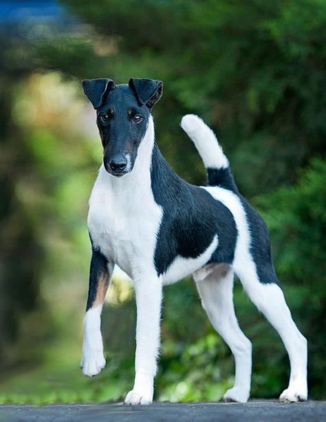 Max Fox Terrier Puppy, Smooth Fox Terriers, Every Dog Breed, Akc Breeds, Dog Anatomy, Toy Fox Terriers, Food Dog, Terrier Breeds, Fox Terriers