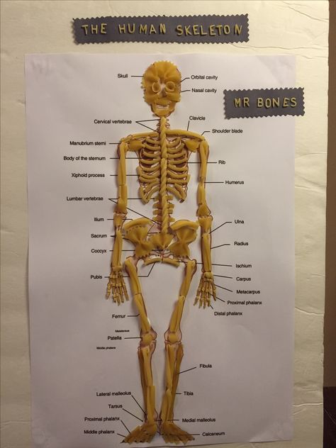 Human Skeleton with Pasta noodles Mr. Bones By KR Skeletal System Worksheet, Mr Bones, Skeletal System, Human Skeleton, Fair Projects, Science Fair Projects, Pasta Noodles, Science Fair, Skeletal