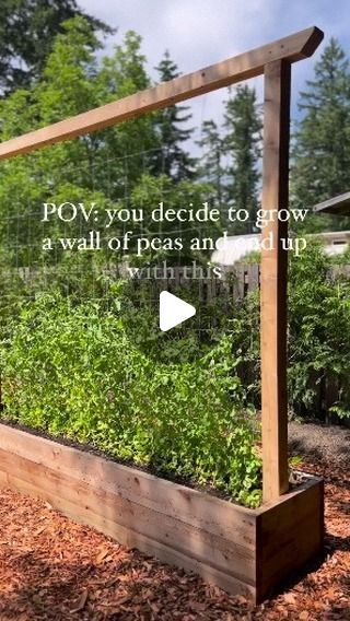 Garsening on Instagram: "TIPS to growing a wall of peas👇 🌱direct sow the seeds into the ground March/april 🌱choose pea seeds that need a trellis 🌱build a trellis with wood or purchase metal to last longer 🌱plant the peas on each side of the trellis for this look! Have more questions? Comment below!👇 #peas #growpeas #verticalgardening #garden #backyardgarden #gardentips #gardenlayout" Sweet Pea Trellis Ideas Diy, Sweat Pea Trellis Ideas, Sweet Pea Growing Ideas, Pea Trellis Diy, Sweet Pea Wall, Sweet Pea Trellis Ideas, Diy Pea Trellis, Pea Trellis Ideas, Sweet Pea Trellis