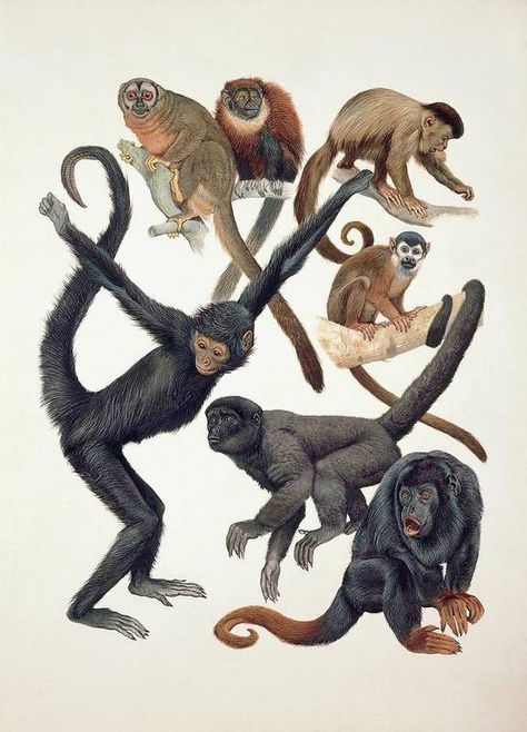 Monkey Illustration, Spider Monkey, Science Illustration, Monkey Art, Giclee Painting, Scientific Illustration, Paintings Decor, Animal Sketches, Primates