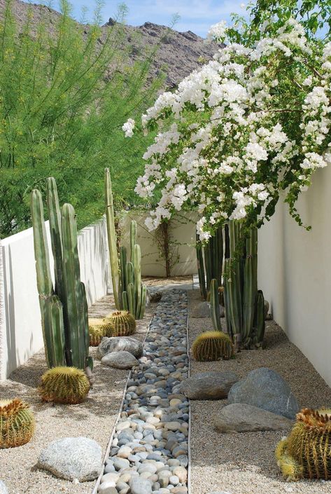 Desert Plants Landscaping, Desert Landscape Front Yard, Desert Landscaping Backyard, Desert Landscape Design, Desert Backyard, Arizona Backyard, Arizona Gardening, Arizona Landscape, Dry Garden