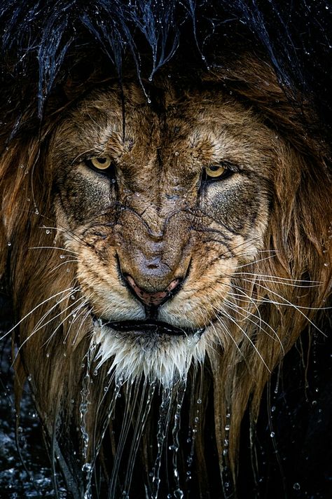 A Lion, Close Up, Lion, Water