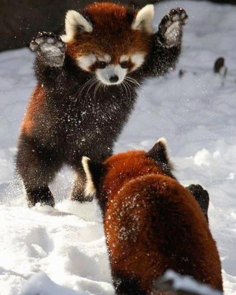 Pandas Playing, Red Pandas, Sugar Glider, Appaloosa, Red Panda, Quarter Horse, Cute Creatures, Animal Tattoos, Sweet Animals