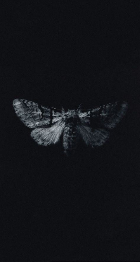 Moth Black Background, Faded Black Wallpaper, Moth Wallpaper Iphone, Moth Wallpaper Aesthetic, Iphone13 Wallpaper, Goth Wallpaper Aesthetic, Black And White Moth, Black And White Wallpaper Aesthetic, Moths Wallpaper