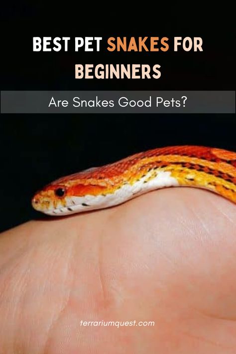 Are you looking for a small pet snake? A pet snake that doesn’t eat mice? Or just a friendly one? Find out which are the best pet snakes for beginners in our guide: Small Pet Snake, Pet Snakes For Beginners, Snakes For Beginners, Snakes For Kids, Pet Snakes, Kinds Of Snakes, Small Snakes, Pet Snake, Small Pet