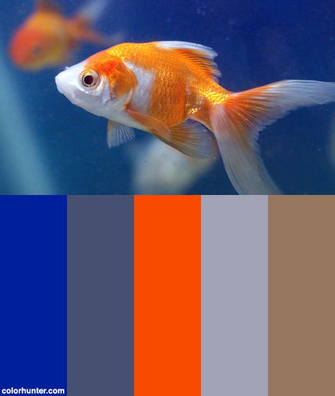 Gold+Fish+Goldfish+Aquarium+Color+Scheme Goldfish Aquarium, Fish Goldfish, Neymar Barcelona, Color Schemes Colour Palettes, Gold Fish, Glass Fish, Manga Cute, Colour Board, Art Color