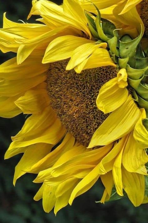 Sunflower Art Print, Sunflower Photography, Sunflowers And Daisies, Sunflower Pictures, Sunflower Canvas, The Secret Garden, Sunflower Art, Sunflower Painting, Happy Flowers