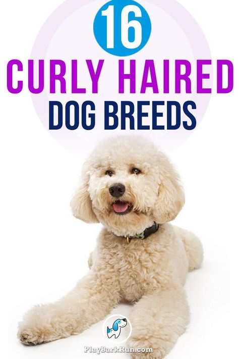 There's a huge assortment of curly, wooly, wavy, spiral, and loose curl type dogs. See all 16 curly haired dog breeds Curly Haired Dog, Dog House Air Conditioner, Puppy Quotes, Dog Breed Names, Working Dogs Breeds, Dog Grooming Clippers, Grooming Business, Shepherd Dog Breeds, Military Dog