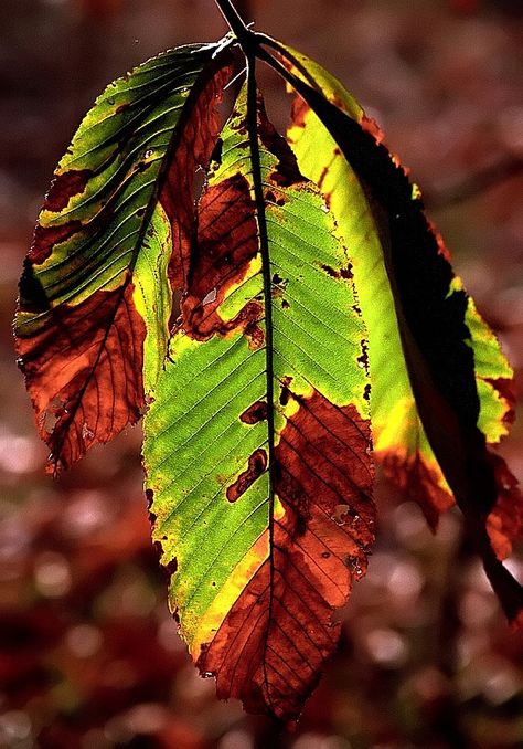 Cincinnati Ohio - Spring Grove Cemetery & Arboretum "Autumn Decay" Zoomed In Pictures Photography, Decay In Nature, Growth And Decay Photography, Growth And Decay Art Gcse, Growth And Decay Art, Decaying Nature, Natural Forms Photography, Decay Artwork, Aged Photography