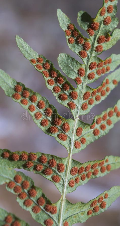 Fern and Spore. Close up of spore and sori on underside of fern leave. (Polypodi , #Sponsored, #spore, #sori, #Close, #Fern, #Spore #ad Spore Druid, Fern Spores, Biology Aesthetic, Jewellery Project, Maidenhair Fern, H.e.r Aesthetic, 3d Painting, Elementary Science, Beautiful Flowers Pictures