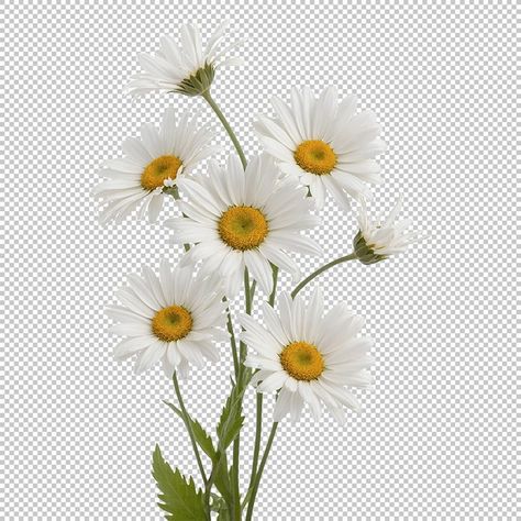 Daisy Image, Png Aesthetic, Case Ideas, Max On, Photoshop Textures, Funny Emoji, Clear Background, Design Principles, Real Plants