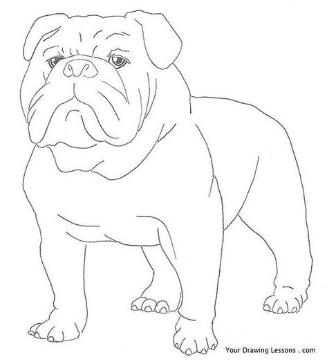 Draw A Bulldog, Dog Pencil Drawing, French Bulldog Drawing, Bulldog Drawing, Pencil Drawing Ideas, Drawing Patterns, Bulldog Mascot, Pencil Drawing Tutorials, Bulldog Art