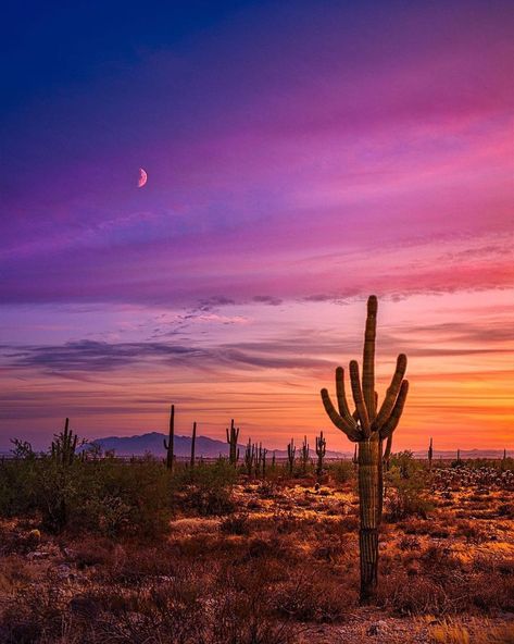 ExploreArizona on Instagram: “Happy Wednesday y’all🧡 • • Posted with written permission from the photographer @nealsummerton” Desert Sunset Photography, Sunset Gradient, On A Dark Desert Highway, Desert Places, Arizona Sunset, Desert Dream, Purple Sunset, Pretty Backgrounds, Hiking Adventure