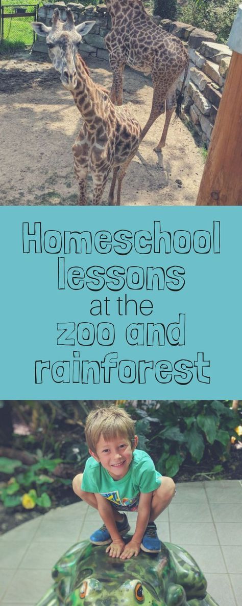 Homeschool lessons at the zoo and rainforest. Roadschooling for homeschoolers is an awesome way to learn about the world around you. Taking field trips to places like the zoo can bring more learning that the best homeschooling curriculum! #homeschooling #homeschool #roadscholing #zoo #rainforest #cleveland #homeeducation Zoo Homeschool Lesson Plans, Zoo Homeschool Trip, Homeschool Zoo Trip Activities, Zoo Homeschool Activities, Zoo Field Trip Activities, Road Schooling, Zoo Lessons, Homeschool Lesson Planner, Zoo Preschool