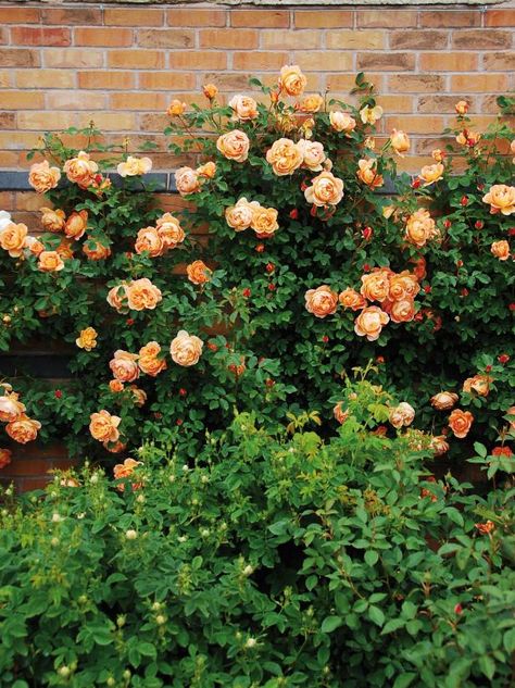 Lady Of Shalott Rose, Rose Climbing, Rose Plant Care, Rose Rise, Climbing Rose, Wallpaper Flower, Unique Roses, David Austin Roses, David Austin