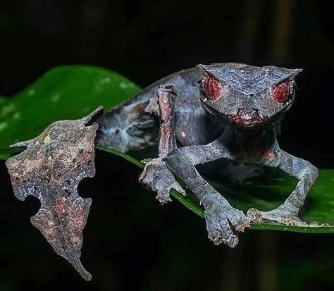 Satanic Leaf tailed Gecko Leaf Tailed Gecko Satanic, Satanic Leaf Gecko, Leaf Tailed Gecko, Satanic Leaf Tailed Gecko, Reptile Room, Cute Reptiles, Rare Animals, Creature Feature, Weird Creatures