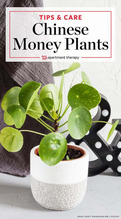 Pilea Peperomioides Care - Chinese Money Plants | Apartment Therapy Chinese Money Plant Care, Chinese Money Tree, Money Plant Care, Pilea Plant, Plants Apartment, Money Plants, Xeriscape Landscaping, Money Tree Plant, Succulent Varieties