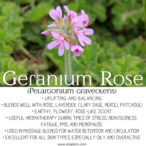 Geranium Rose Essential Oil (Pelargonium graveolens)  • Uplifting and balancing • Blends well with: rose, lavender, clary sage, neroli, patchouli • Earthy, flowery, rose-like scent • Useful aromatherapy during times of stress, nervousness, fatigue, PMS, and menopause • Used in massage blends for water retention and circulation • Excellent for all skin types, especially oily and overactive Geranium Diffuser Blend, Rose Geranium Essential Oil, Scented Geranium, Flower Remedy, Pelargonium Graveolens, Medicinal Herbs Garden, Patchouli Essential Oil, Aroma Oil, Rose Geranium