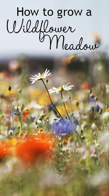 Wildflower Patch, Grow Wildflowers, Wild Flower Meadow, Meadow Garden, Wildflower Meadow, Organic Vegetable Garden, Wildlife Gardening, Wildflower Garden, Meadow Flowers