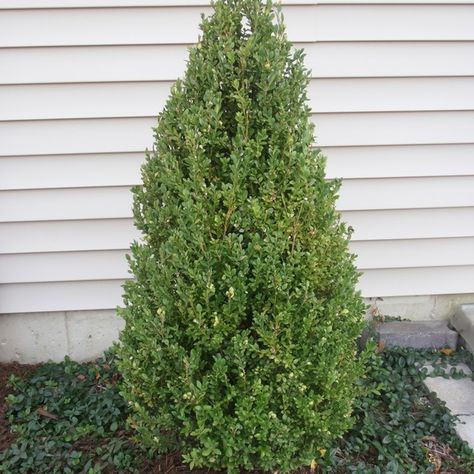 Green Mountain Boxwood - Hedge Plant Green Mountain Boxwood, American Boxwood, Boxwood Landscaping, Trees For Front Yard, Box Wood Shrub, Boxwood Plant, Privacy Trees, Boxwood Hedge, Outdoor Landscape Lighting