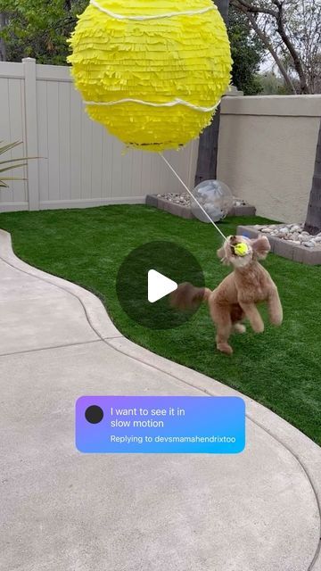 Sampson & Michele Miller on Instagram: "The best dog birthday ever 🥳   #piñata #doglovers #funnydogs #ballislife #dogmom #slowmotion" Tennis Ball Pinata For Dog, Dog Pinata Diy, Dog Bday Party Ideas, Dogs Birthday Ideas, Dog Pinata, Dog 1st Birthday, Dog Birthday Party Ideas, Goldendoodle Black, Dog Birthday Ideas