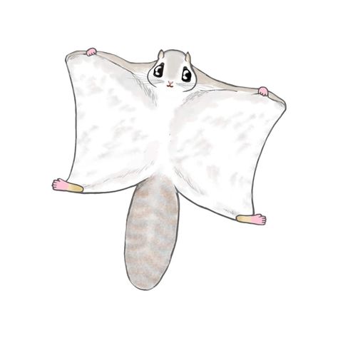 Kawaii Ezomomonga(Flying squirrel) on Threadless Flying Squirrel Drawing, Flying Squirrel, Easy Doodles Drawings, Star Wars Pictures, Simple Doodles, Cute Animal Drawings, Doodle Drawings, Special Characters, Mochi