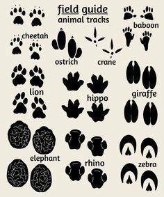 Safari Games For Kids, Safari Theme Classroom, Jungle Nursery Art, Zoo Nursery, Jungle Theme Classroom, Jungle Thema, Kids Nursery Art, Safari Nursery Art, Animal Footprints