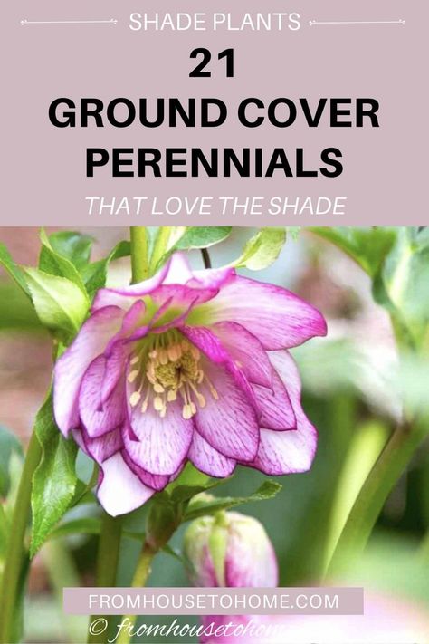 These beautiful compact shade plants can be used as perennial ground cover which will add interest to your garden while helping to keep the weeds down. #fromhousetohome #shadeplants #gardeningtips #gardenideas #gardening #groundcover Ground Cover Perennials, Perennials Low Maintenance, Plants For Shade, Shade Loving Shrubs, Ground Orchids, Perennial Ground Cover, Japanese Painted Fern, Plants Under Trees, Shade Loving Perennials