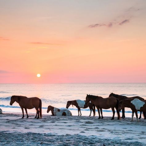 Best East Coast Beaches, Assateague Island National Seashore, Assateague Island, East Coast Beaches, Chincoteague Island, Scenic Road Trip, Scenic Roads, Unique Beach, Ocean City