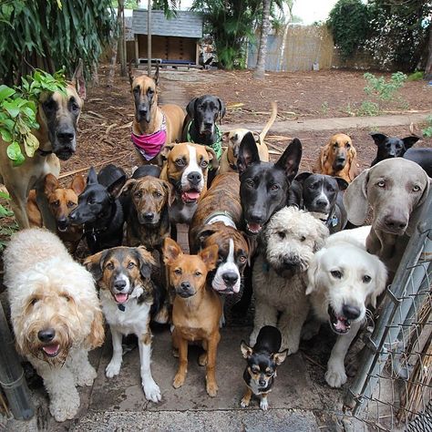 Glorious Group Photos Show The Happiest Pack Of Dogs In Town Group Of Dogs, Animal Sanctuary, Group Photos, 귀여운 동물, Animals Friends, Dog Pictures, I Love Dogs, Animals Beautiful, Dog Love