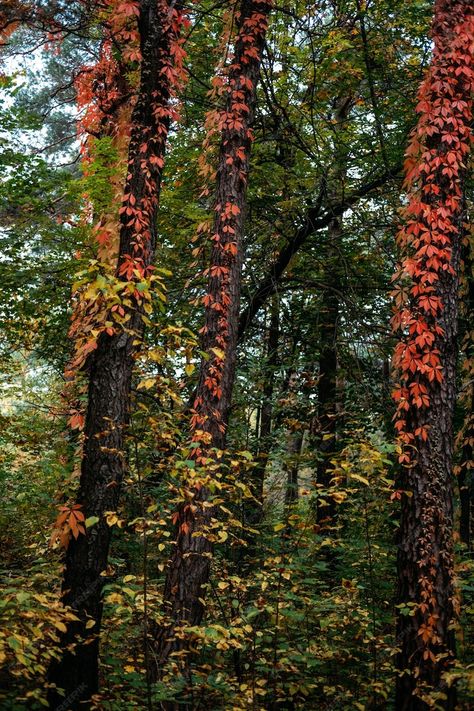 Premium Photo | Autumn background tree bark with red virginia creeper leaves parthenocissus quinquefolia virginia Parthenocissus Quinquefolia, Background Tree, Live Earth, Humble Design, Virginia Creeper, Autumn Background, Botanical Beauty, Tree Bark, Fall Design