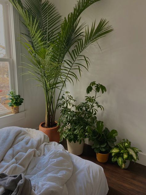 Small Apartment With Plants, Aesthetic Plants Room, Plant In Toilet, Interior Plants Aesthetic, House Plants In Bedroom, House Plant Photography, Plant Asethic, House Plants Bedroom, Plantcore Bedroom