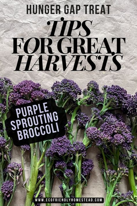 purple sprouting broccoli growing guide Sprouting Broccoli, Heat Waves, Permaculture Gardening, Overwintering, Gardening Techniques, Sustainable Garden, Permaculture, Broccoli, Garden Ideas