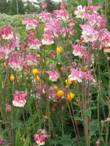 Cottage Plants, Aquilegia Vulgaris, Perennial Flower, Columbine Flower, Favourite Flowers, Pink Bedding, Beautiful Flowers Pictures, Flowers Perennials, Flower Tops