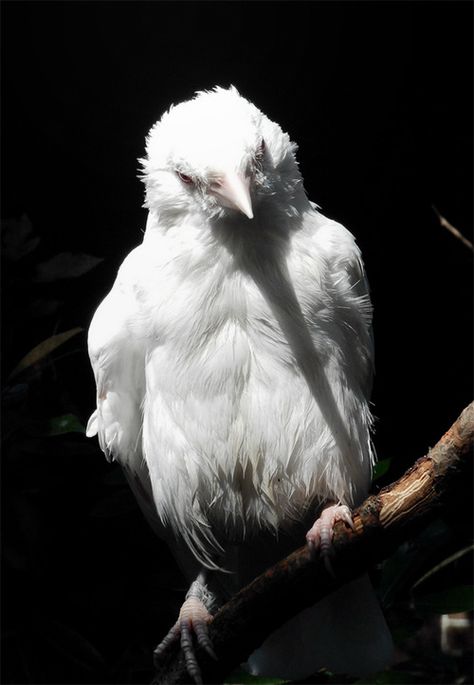 Bradycardia. Raven And Wolf, White Raven, Quoth The Raven, White Crow, Albino Animals, Jackdaw, Raven Art, Crows Ravens, Animal Photo