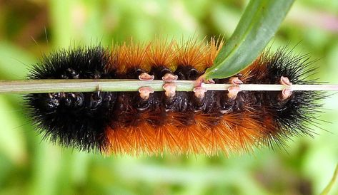 Isabella tiger moth & it's adorable feet Wooly Bear Caterpillar Tattoo, Woolly Bear Caterpillar, Wooly Caterpillar, Caterpillar Tattoo, Wooly Bear Caterpillar, Nature Sleeve, Fuzzy Caterpillar, Woolly Bear, Tiger Moth