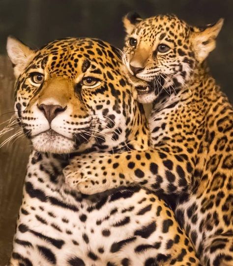 @animalsocialcompany posted to Instagram: Mommy and baby Jaguar waiting for Daddy!   #jaguars #bigcats #bigcat #safari #africanamazing #african_portraits #loves_africa #wildlife_perfection #wildlife_seekers #splendid_animals #animalsaddict #wildlifephotography #wildlifeplanet⁣ Wild Kingdom, Baby Leopard, Exotic Cats, Majestic Animals, Appaloosa, Wildlife Animals, Quarter Horse, Leopards, Jungle Animals