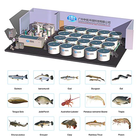 Indoor Fish Farm, Ras System, Tilapia Fish Farming, Poultry Business, Shrimp Farming, Aquaponics Greenhouse, Pond Aerator, Fish Farm, Aquaponics Fish