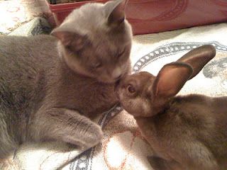 Bunny Nose, Animals Kissing, Fluffy Things, Easter Cats, Bunny Cat, Odd Couples, Stop Animal Cruelty, Animals Friendship, Animal Friends