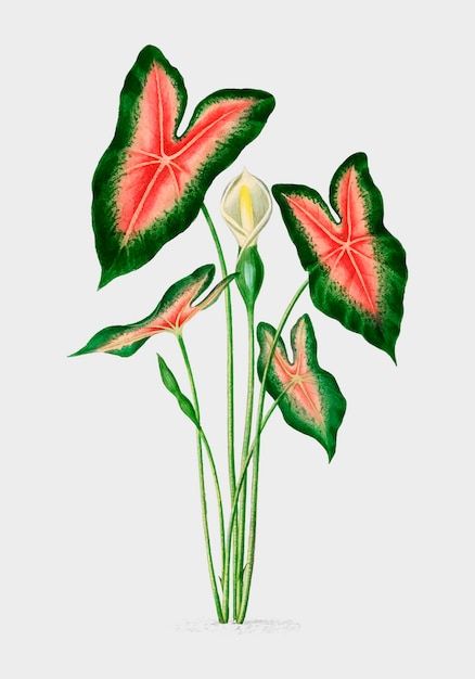 Caladium Tattoo, Jesus Illustration, Elephant Ear Plant, Vintage Clipart, Illustration Botanique, Small Wall Art, Elephant Ears, Plant Painting, Vector Flowers