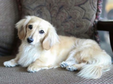 10 Beautiful Long-haired Dachshund Pictures - Bark How Blonde Dachshund, Dachshund Personality, English Cream Dachshund, Long Haired Miniature Dachshund, Dachshund Colors, Cream Dachshund, Dachshund Breed, English Cream, Dachshund Puppies For Sale