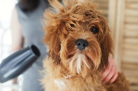 Everything You Need to Know About Treating and Preventing Matted Dog Fur Matted Dog Hair, Bacon Dog, Dog Grooming Tools, Dead Hair, Dog Cuts, Pet Insurance, Grooming Tools, Dog Health, Dog Coats