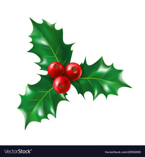 Ilex Berries, Mistletoe Clipart, Christmas Plants, 3d Quilling, Merry Christmas Decoration, Christmas Greenery, Holly Berry, Holly Leaf, Christmas Holly