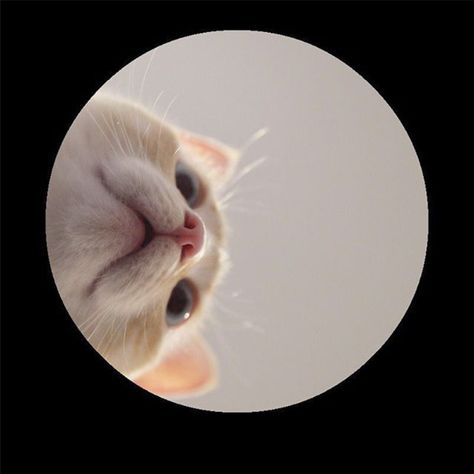 Cat Profile Picture Aesthetic, Simple Profile Picture, Unknown Pfp, Unknown Picture Profile, Cat Profile Picture, Anime Group Of Friends, Fake Aesthetic, Different Breeds Of Cats, Unknown Picture