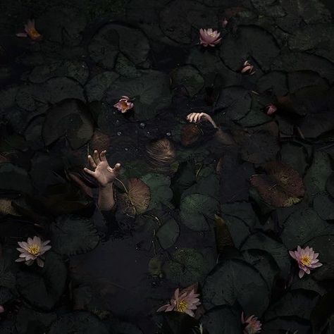 Water Lilies, Lily Pads, Floating, Lily, Water