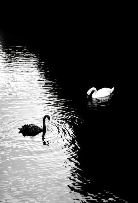 Black And White Swan Painting, Back And White Astetic, Black And White Swan Aesthetic, Dance Aesthetic Black And White, Dark Swan Aesthetic, Aesthetic Black And White Photos, Black Swan Drawing, Black And White Scenery, White On Black Art