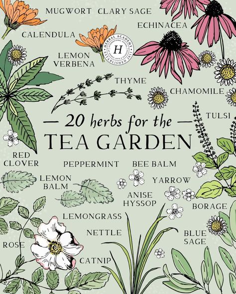 20 herbs for a tea garden. Herbal Tea Garden, Tulsi Tea, Herbal Academy, Herbal Education, Medicinal Herbs Garden, Magical Herbs, Herbal Apothecary, Bee Balm, Herbal Healing