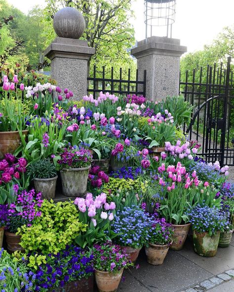 Claus Dalby on Instagram: “I just love forget-me-not, Myosotis, in pots an borders. Their small flowers it´s such a nice contrast to the bigger ones, for example…” Container Garden Design, Potted Flowers, Container Gardening Flowers, Garden Inspo, Garden Containers, Container Gardens, Gorgeous Gardens, Courtyard Garden, Container Garden