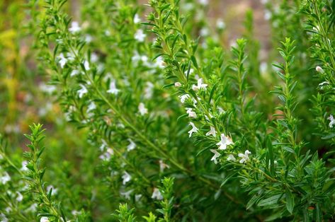 Vinterkyndel Savory Plant, Growing Winter Vegetables, Summer Savory, Winter Vegetables Gardening, Types Of Herbs, Savory Herb, Winter Vegetables, Winter Plants, Border Plants